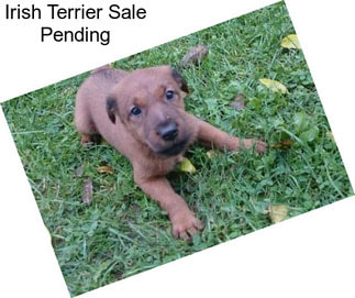 Irish Terrier Sale Pending
