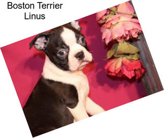 Boston Terrier Linus