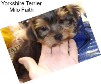 Yorkshire Terrier Milo Faith