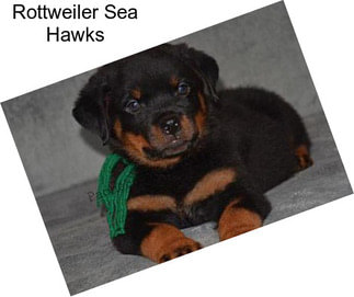 Rottweiler Sea Hawks