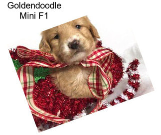 Goldendoodle Mini F1