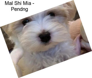 Mal Shi Mia - Pendng