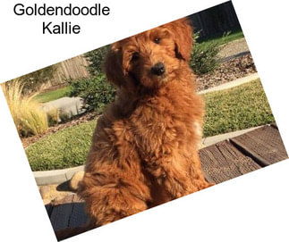 Goldendoodle Kallie