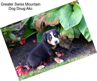 Greater Swiss Mountain Dog Doug Akc