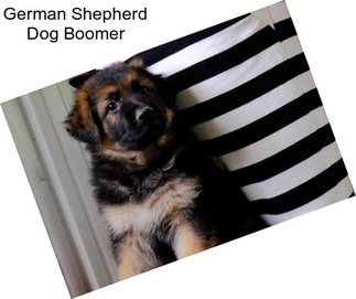 German Shepherd Dog Boomer