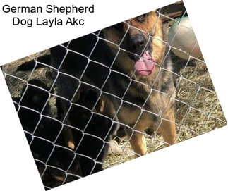 German Shepherd Dog Layla Akc