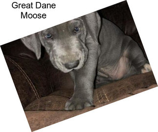 Great Dane Moose
