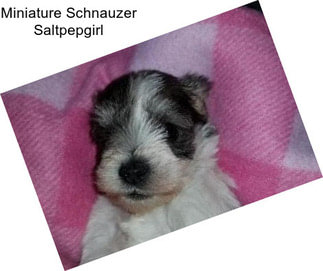 Miniature Schnauzer Saltpepgirl