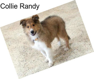 Collie Randy