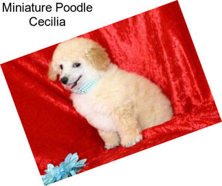 Miniature Poodle Cecilia