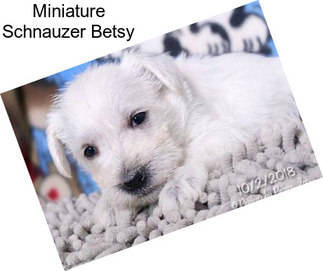 Miniature Schnauzer Betsy