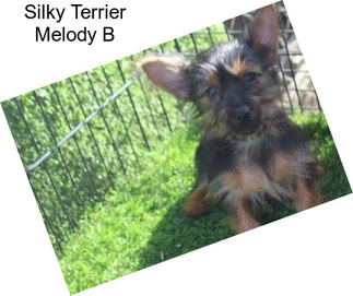 Silky Terrier Melody B