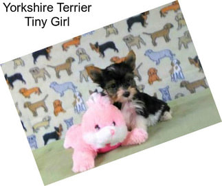 Yorkshire Terrier Tiny Girl