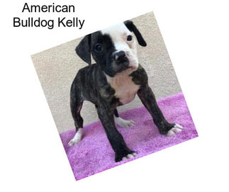 American Bulldog Kelly