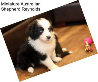 Miniature Australian Shepherd Reynolds