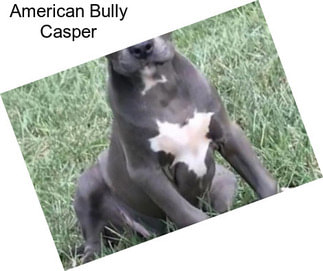 American Bully Casper
