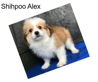 Shihpoo Alex