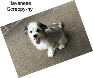 Havanese Scrappy-ny