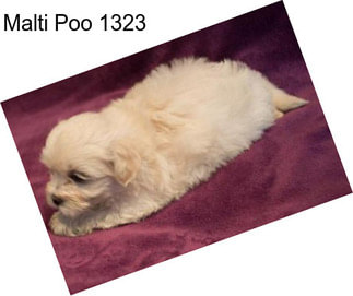 Malti Poo 1323