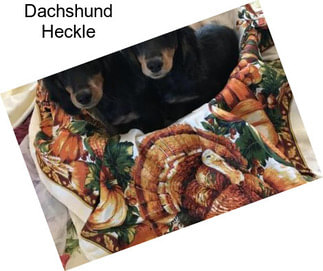 Dachshund Heckle