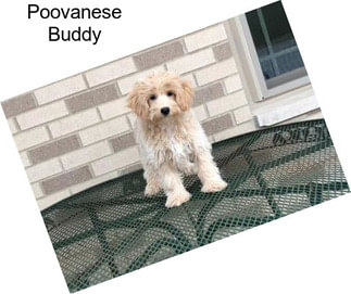 Poovanese Buddy