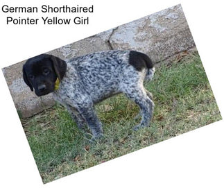 German Shorthaired Pointer Yellow Girl