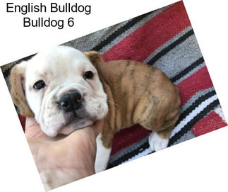 English Bulldog Bulldog 6