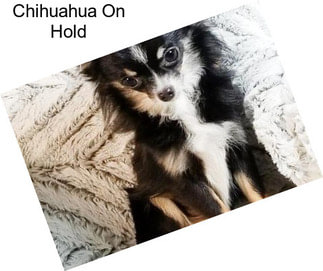 Chihuahua On Hold