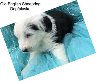 Old English Sheepdog Dep/alaska