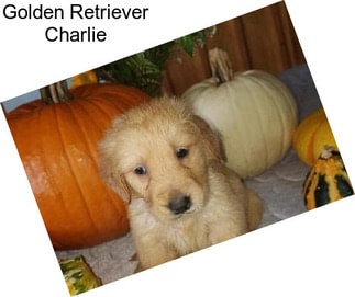 Golden Retriever Charlie