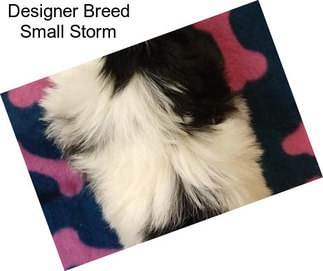 Designer Breed Small Storm