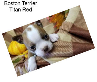 Boston Terrier Titan Red