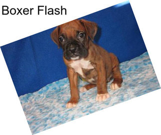 Boxer Flash