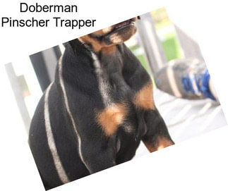 Doberman Pinscher Trapper