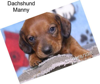 Dachshund Manny