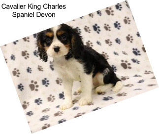 Cavalier King Charles Spaniel Devon