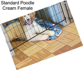 Standard Poodle Cream Female