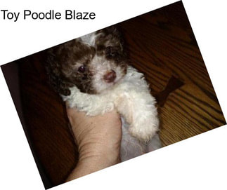 Toy Poodle Blaze