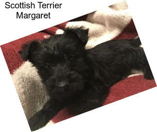 Scottish Terrier Margaret