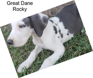 Great Dane Rocky