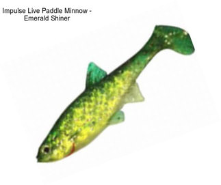 Impulse Live Paddle Minnow - Emerald Shiner