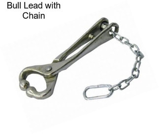 Bull Lead with Chain