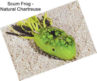 Scum Frog - Natural Chartreuse