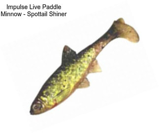 Impulse Live Paddle Minnow - Spottail Shiner