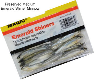 Preserved Medium Emerald Shiner Minnow