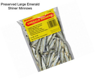 Preserved Large Emerald Shiner Minnows