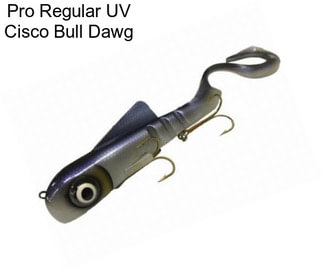 Pro Regular UV Cisco Bull Dawg