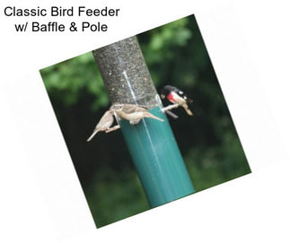 Classic Bird Feeder w/ Baffle & Pole