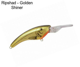 Ripshad - Golden Shiner