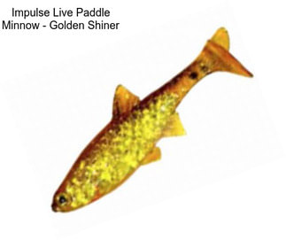 Impulse Live Paddle Minnow - Golden Shiner